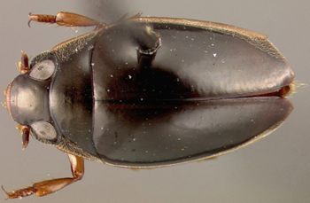 Media type: image;   Entomology 23059 Aspect: habitus dorsal view